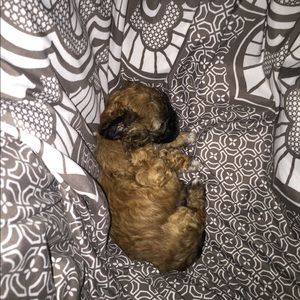 Meet your Posher, Alexis